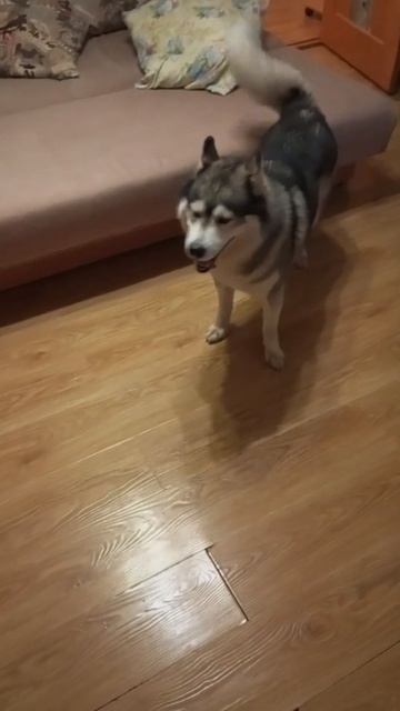 эээ суета 😂😂 #husky #собака #хаски #животные #siberianhusky #юмор #топ #huskylife смотреть онлайн