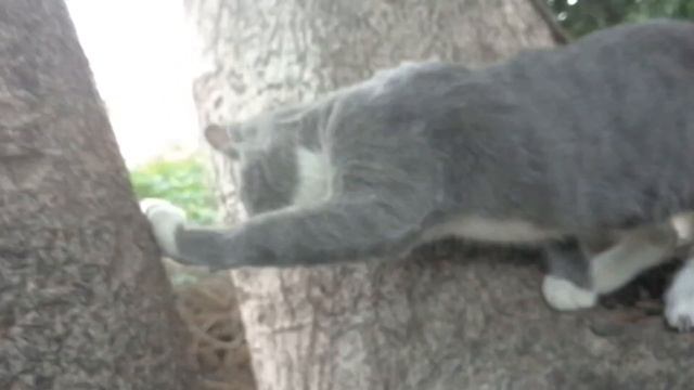 Смешной Прикольный дикий котёнок забавляется на дереве ч.3 funny kitten on a tree 在树的滑稽的小猫 смотреть онлайн