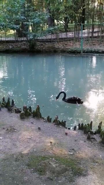 Чёрный лебедь на пруду. 😍 #красота смотреть онлайн