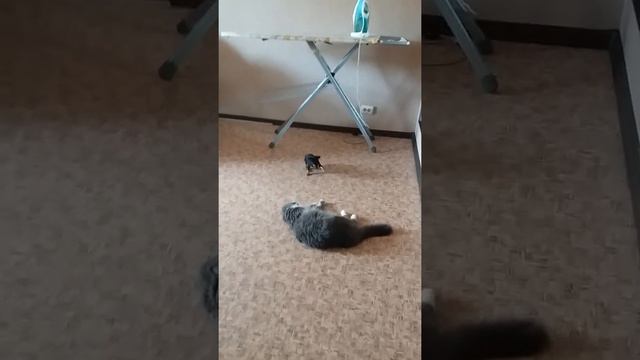 Смелая собака смотреть онлайн