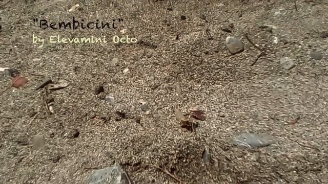 Bembicinae смотреть онлайн
