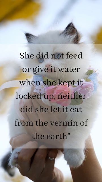 A cat made an woman to enter Hell! Allahu Akbar (Saheeh al Bukhaari, 3482) #shorts#cats#sheriffathi смотреть онлайн