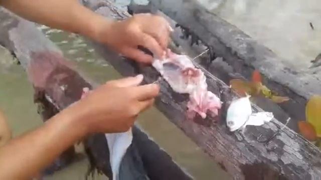 Tratando peixes moreia ou caramuru em mangue seco BA смотреть онлайн