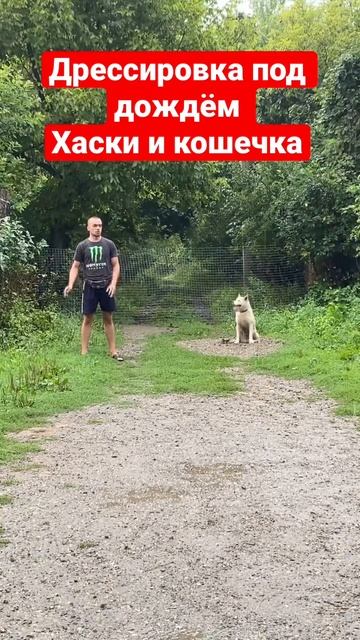 Хаски и кошка дрессировка в дождь смотреть онлайн