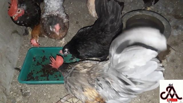 How to care hen at summer season | tamil | jayam ideas . | jayam pets | minpin puppy for sale смотреть онлайн