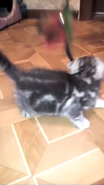 Девочка скотиш-фолд, черный мрамор на серебре смотреть онлайн