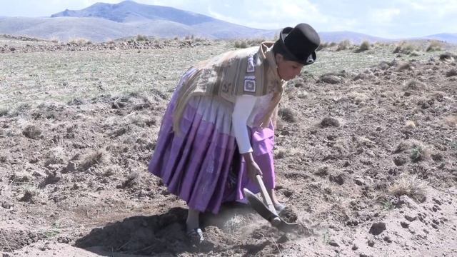 TRABAJANDO EN EL CAMPO PARA LA SIEMBRA DE PAPA - QULLAQUITA DELIA смотреть онлайн