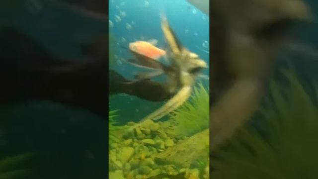 Как живут мои рыбки смотреть онлайн
