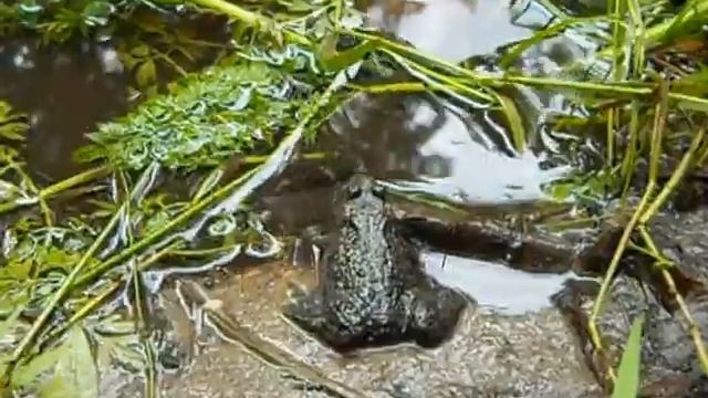 Bombina bombina. Fire bellied toad. Kumak nizinny. смотреть онлайн