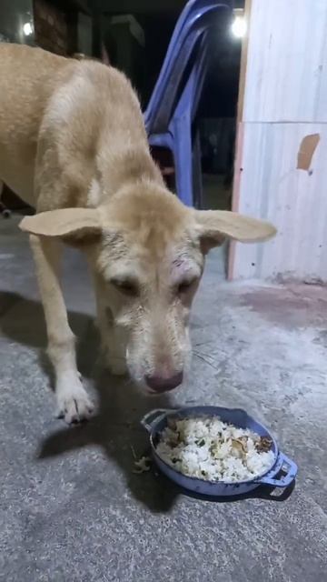 Eat rice with chicken смотреть онлайн