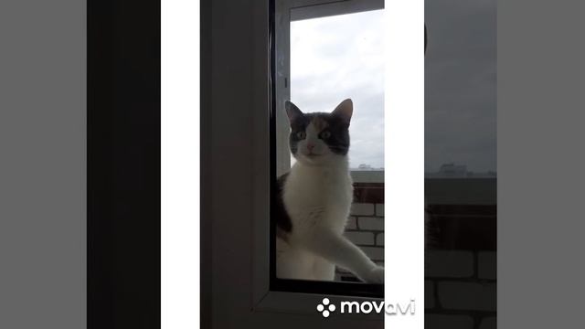 Смешная кошка играет с коробкой смотреть онлайн