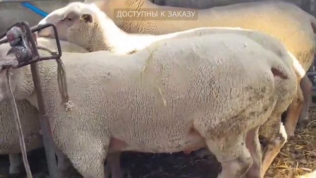Племенные овцы Шароле и Суффолк. Лучшее поголовье Ирландии! Эльстадо — племенные животные из Европы смотреть онлайн