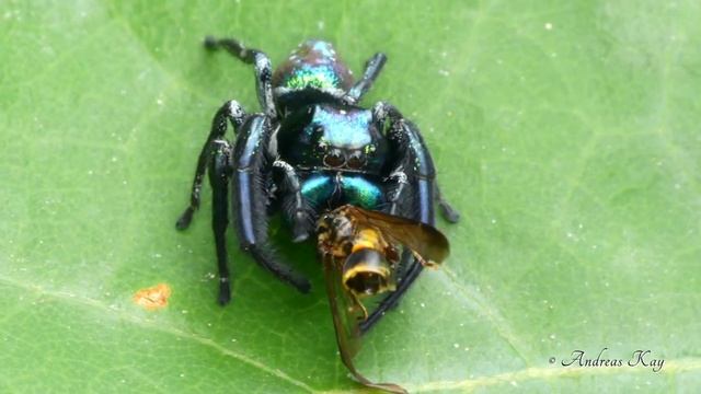 Jumping spider, Salticidae & Paper wasp, Polybia bistriata смотреть онлайн