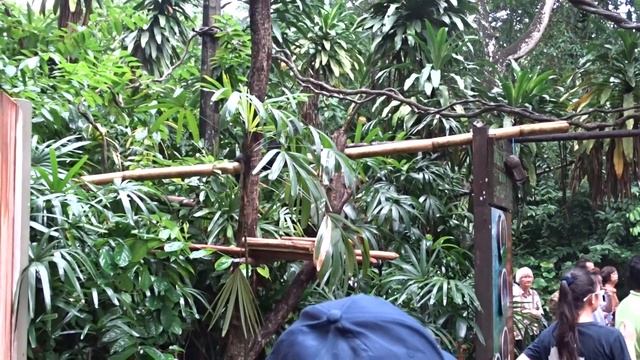 Бледный саки - черная обезьяна с белым лицом. смотреть онлайн