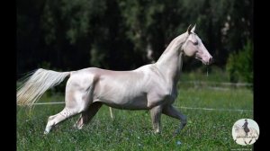 Ахалтекинская чистокровная лошадь/Akhal-teke #лошади #лошадь #ахалтекинец