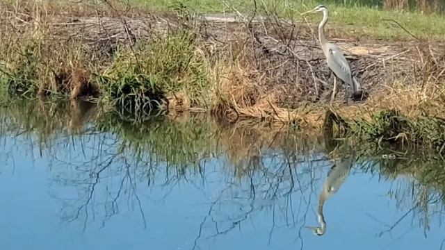 Alligator fights Blue Heron to protect babies. And goes airborne. смотреть онлайн