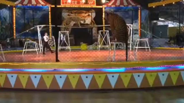 Tiger Show - Sriracha Tiger Zoo Thái Lan (P3) смотреть онлайн