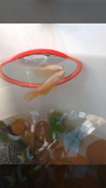 betta fish and the mirror смотреть онлайн