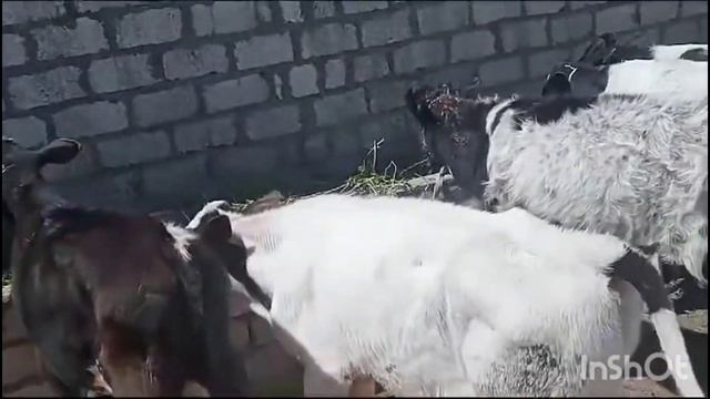 التسمين السريع ام التسمين البطيء ايهما افضل Rapid fattening and slow fattening of calves смотреть онлайн