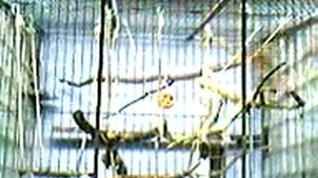 Gibbon смотреть онлайн