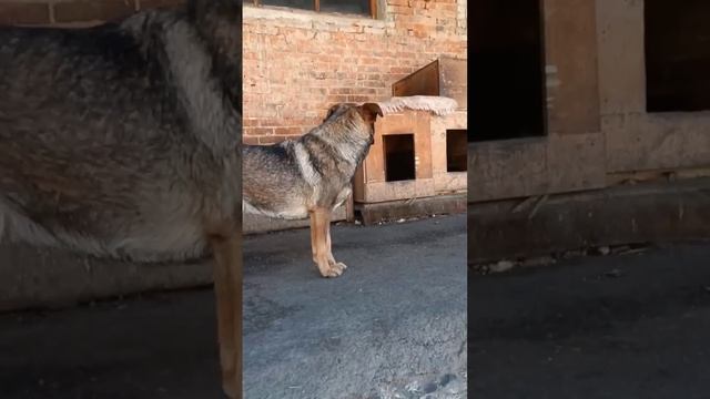 Гайский приют для собак смотреть онлайн
