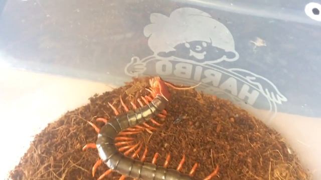 Scolopendra Red Leg Mutilans Feeding смотреть онлайн