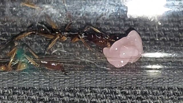 Odontomachus infandus (Philipines) 4 рабочих 30.01.2022 смотреть онлайн