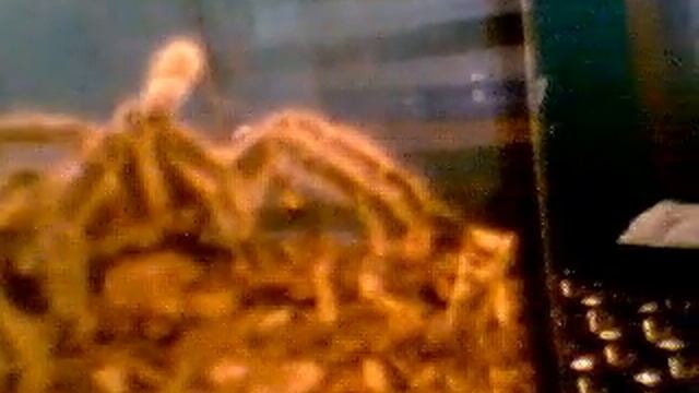 My grammostola rosea "Furball" смотреть онлайн