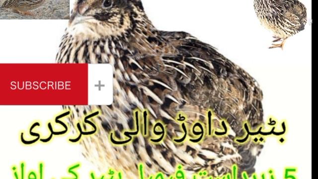 femel bater ki zaber10 awaz bater dawer wali смотреть онлайн