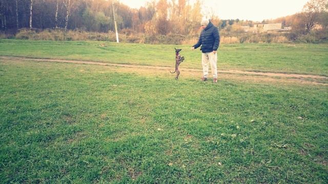 Бесилки // pitch & go смотреть онлайн