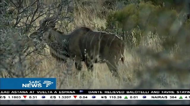Mountain Zebra National Park celebrates 80 years смотреть онлайн