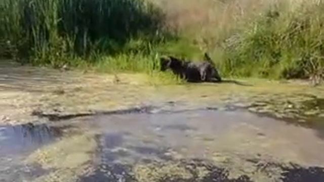 Тэрра ловит лягушат... смотреть онлайн