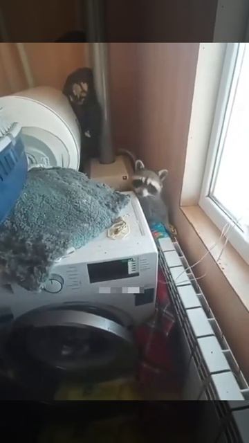Кому нужен енот? смотреть онлайн