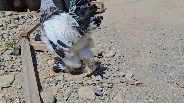 Compramos a un futuro reproductor de gallinas y mira como nos llegó смотреть онлайн