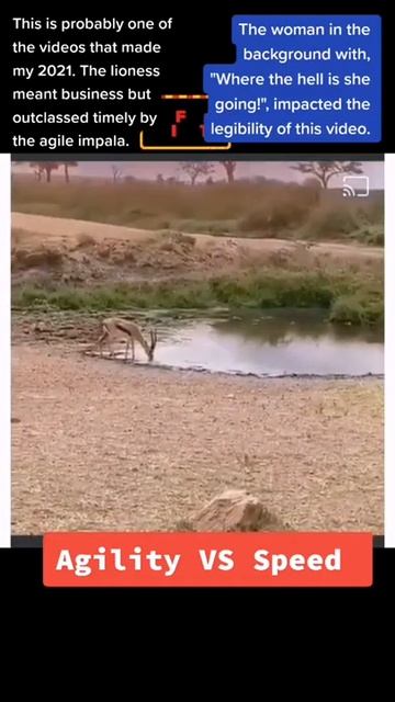 Agility VS Speed. Leopard hunting antelope #shorts смотреть онлайн