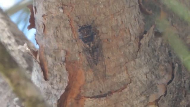 Tettigettalna argentata in canto - Coto de Doñana, Spagna смотреть онлайн