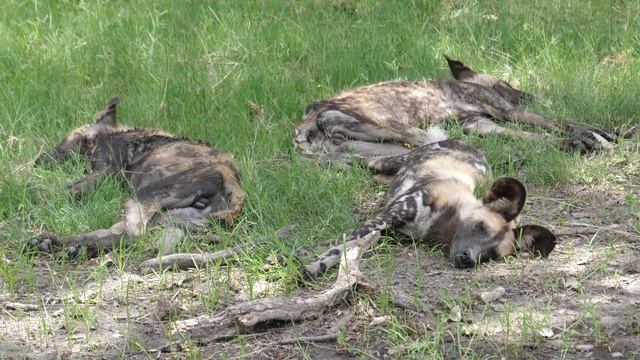 Why Do DOGS Roll in POOP? 💩🐕 (3 Reasons) смотреть онлайн