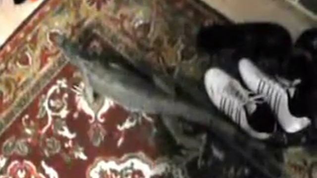 Игуана просится на улицу смотреть онлайн