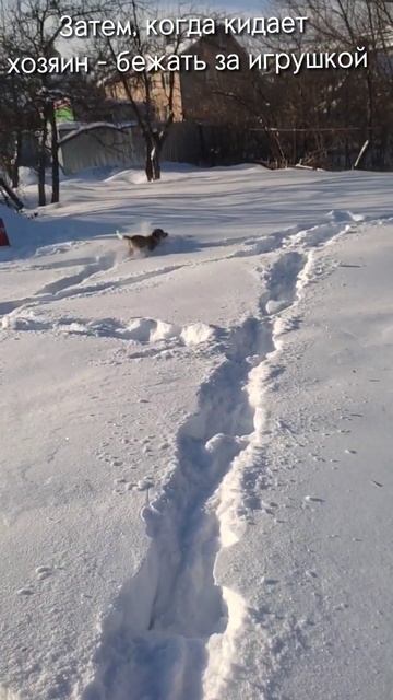 Вот такой справочник для собак... #рекомендации #бигль #тренд #доббибигль #инструкция #рек #shorts смотреть онлайн