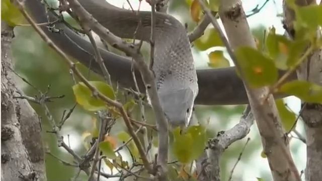 Jan 20 WildEarth Sunrise SafariLIVE Black Mamba Ellies смотреть онлайн