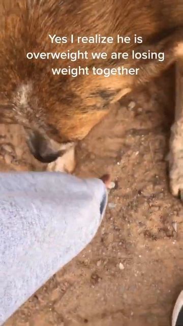 weight loss service #shorts смотреть онлайн