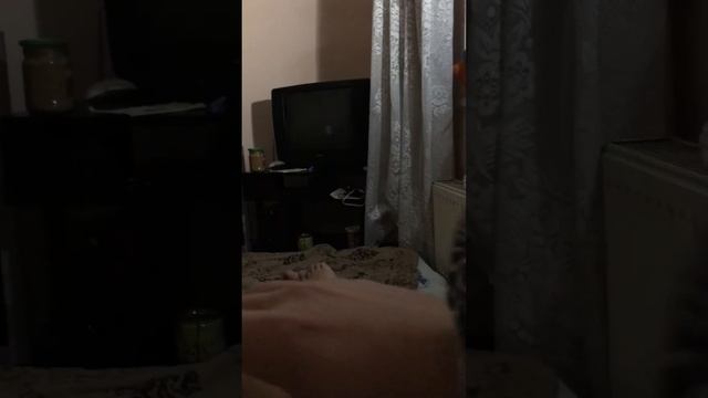Попугай Шкипер матерится . смотреть всем смотреть онлайн