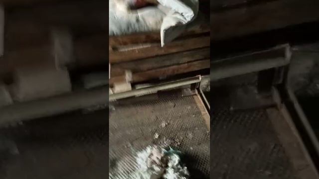 Случайно записали звуки Cartoon cat прислушайтесь!!! 100% мистика!!! смотреть онлайн