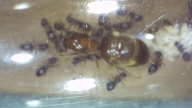 Lasius emerginatus (beta) смотреть онлайн