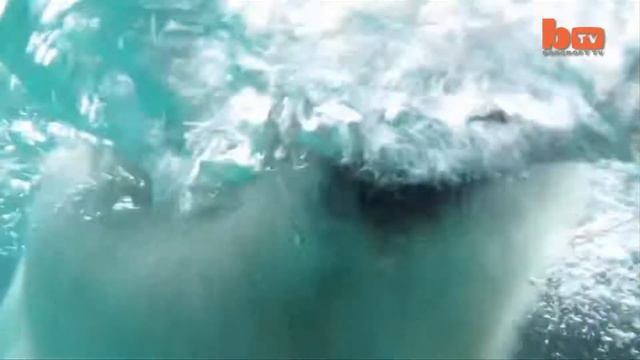 Ручной белый медведь прикол смотреть онлайн