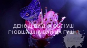 Макка Межиева-ЛОЬХУР Ву