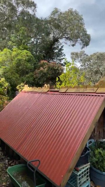 A Kookaburra sits looking over the vegetable garden #shorts смотреть онлайн