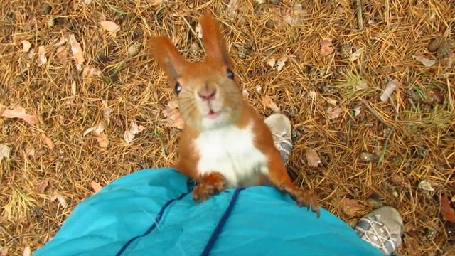 Белки угощаются... А что у тебя в карманах? 08.11.2020 смотреть онлайн