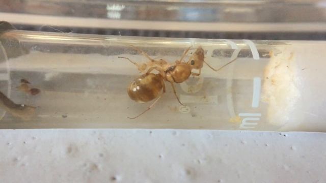 Myrmecocystus mexicanus and one worker смотреть онлайн
