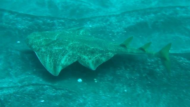 Diving in Tenerife Canary Island смотреть онлайн